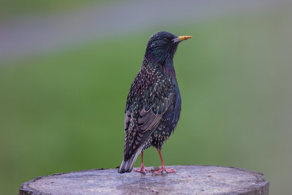 a black bird standing on top of a wooden stump
