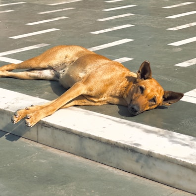 A dog with a tan coat is lying on its side on a paved surface, partially shaded by the sun. The surface has a pattern of white lines, and the dog appears to be relaxing comfortably.