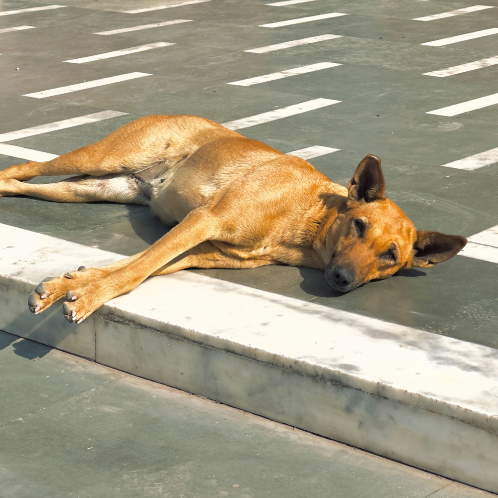 a dog laying on the ground in a parking lot