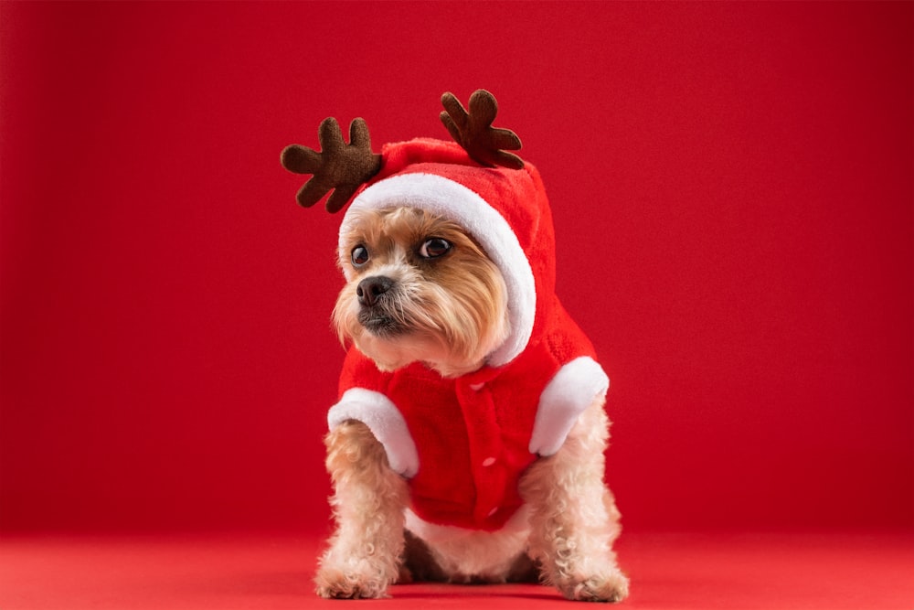 Ein kleiner Hund trägt ein Weihnachtsmann-Outfit