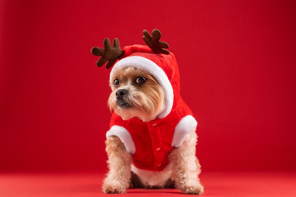 Un cane di piccola taglia che indossa un vestito da Babbo Natale