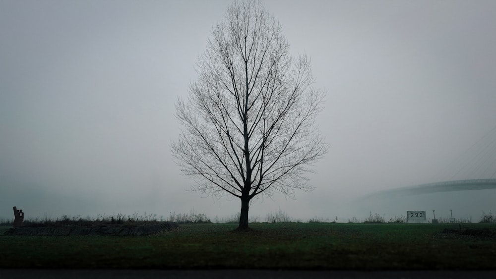 un albero solitario in un campo nebbioso con un ponte sullo sfondo