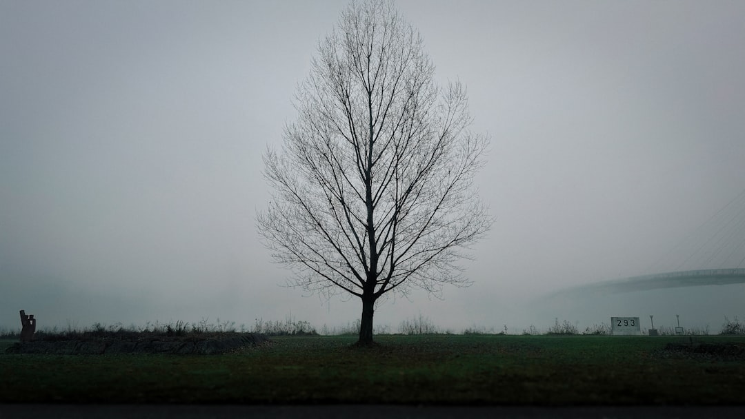 a lone tree in a foggy field with a bridge in the background, a tree in the cold