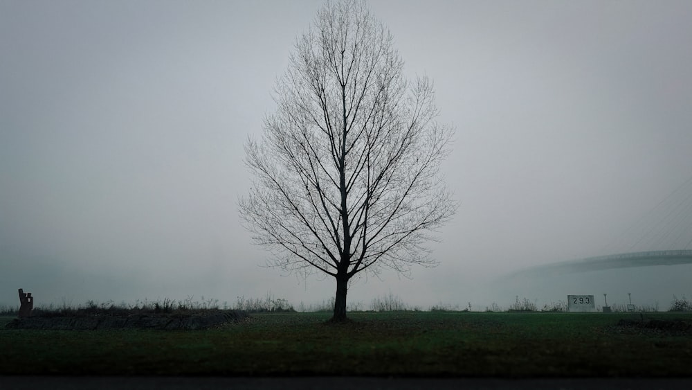 a lone tree in a foggy field with a bridge in the background
