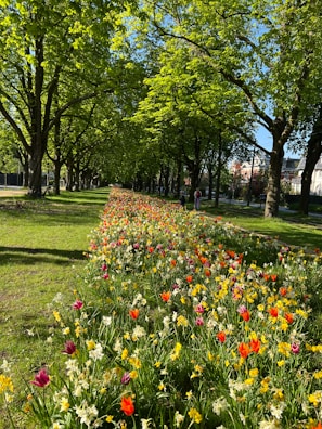 A vibrant garden path winding through freshly planted flower beds in spring.