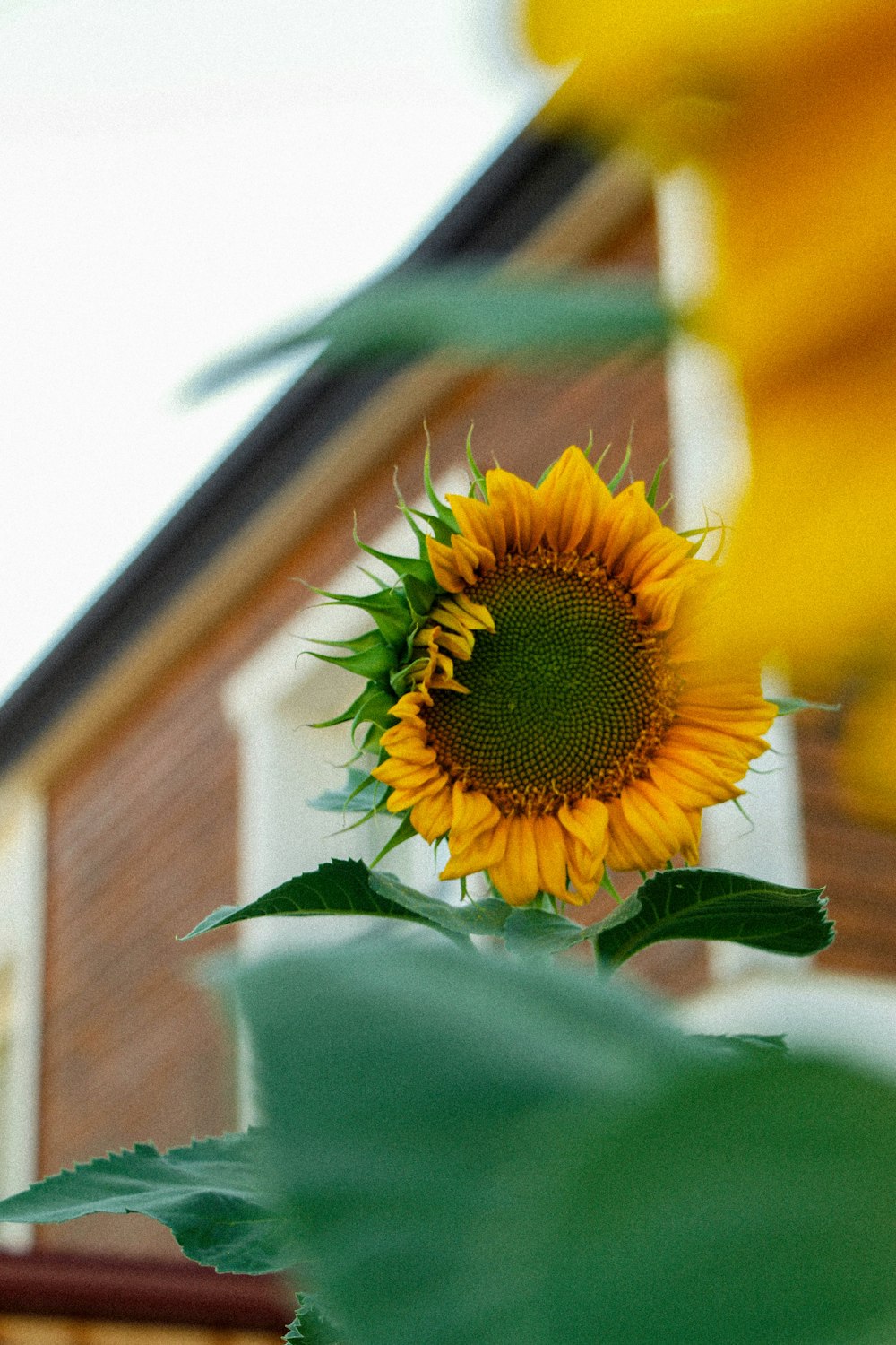 a sunflower is blooming in front of a house