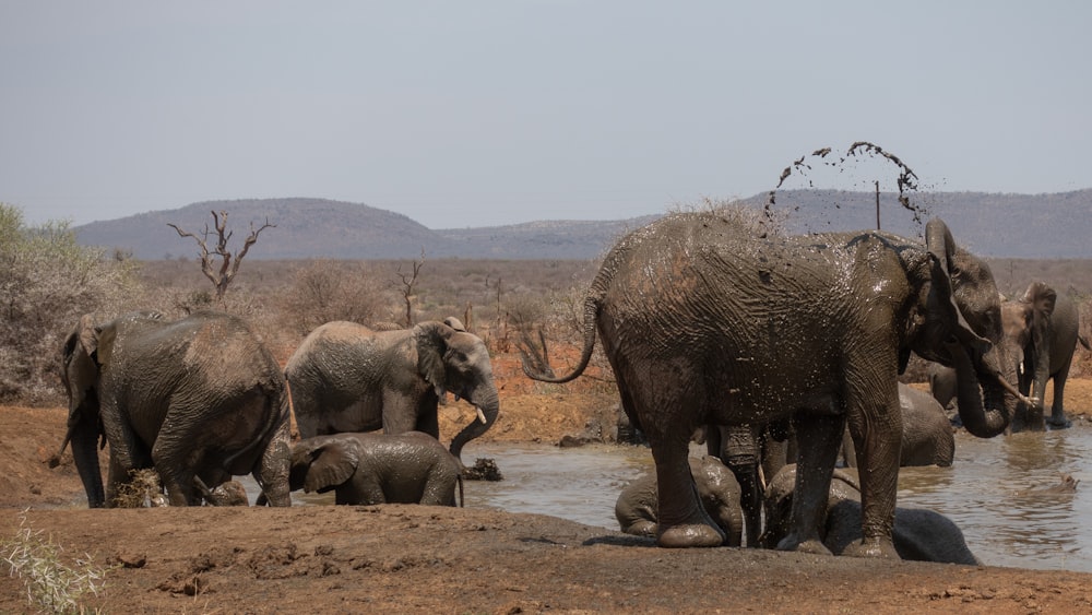 a herd of elephants standing next to a body of water