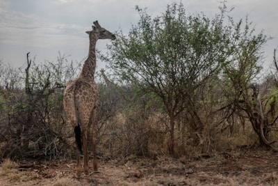 A lone giraffe browsing acacia trees in Tarangire National Park.