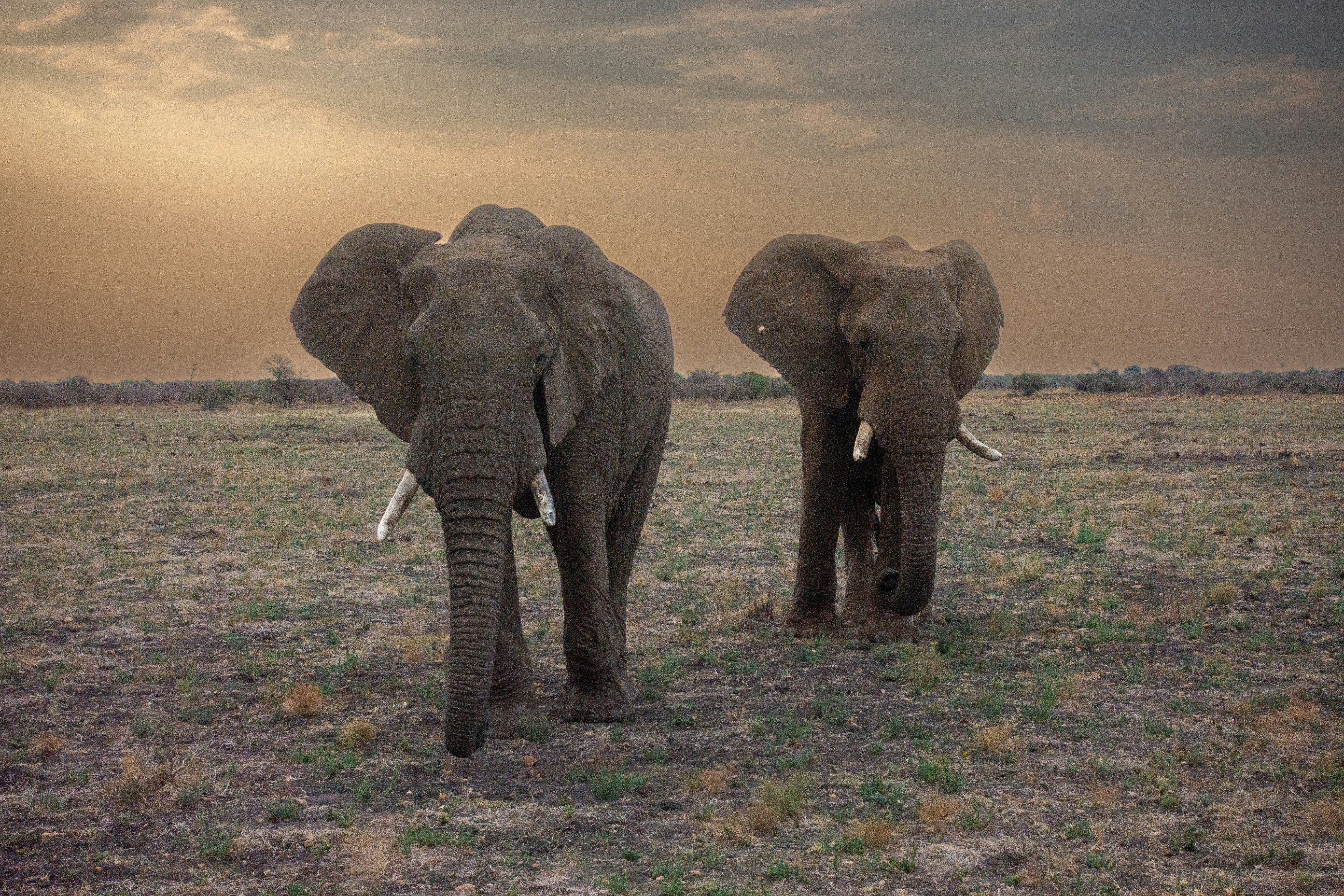 a couple of elephants standing on top of a grass covered field
