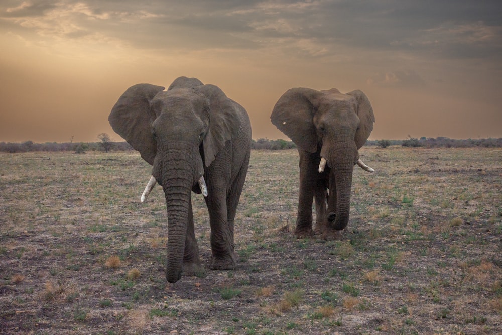 a couple of elephants standing on top of a grass covered field