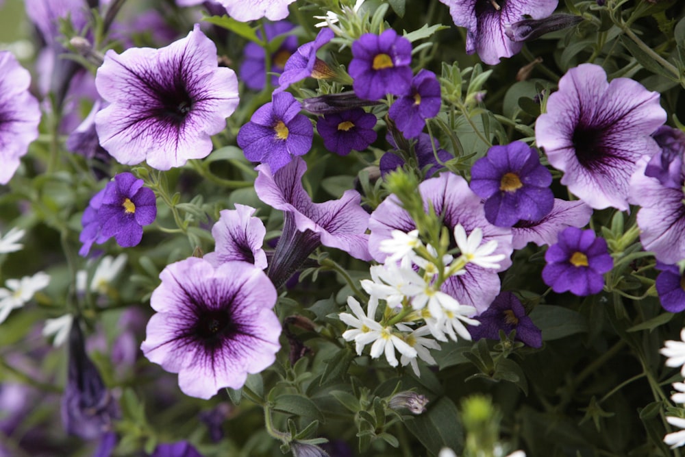 a bunch of purple and white flowers with green leaves