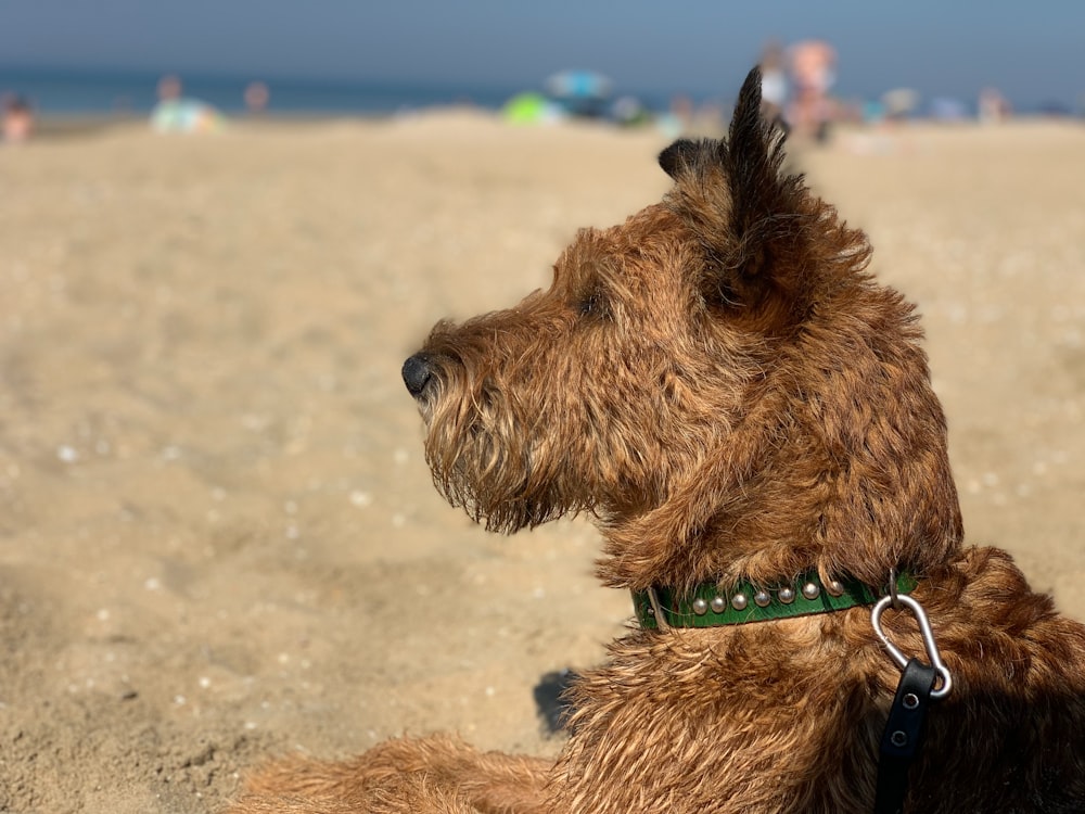 ein brauner Hund, der auf einem Sandstrand sitzt