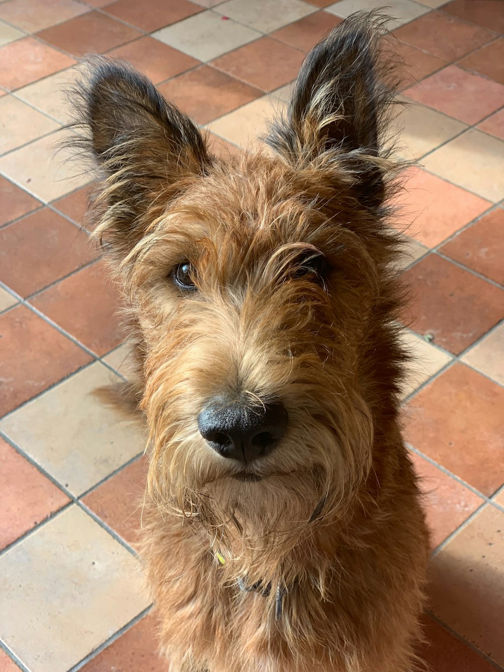 un piccolo cane marrone seduto sopra un pavimento piastrellato