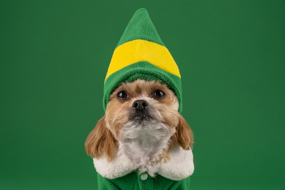 a small dog wearing a green and yellow hat