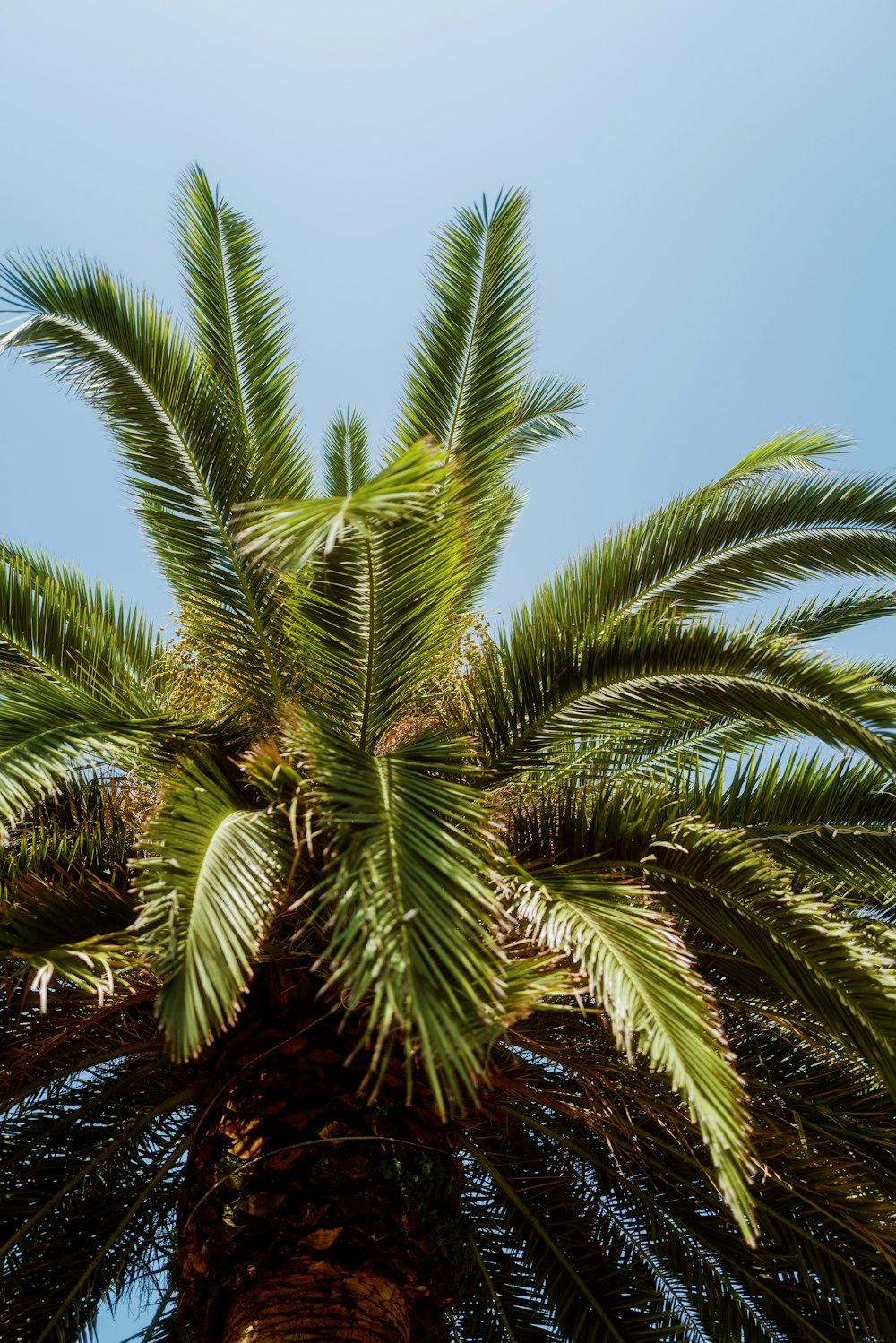 a palm tree with a blue sky in the background