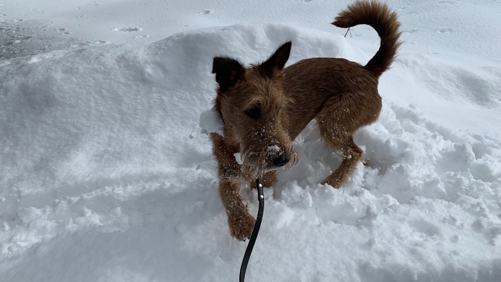 un chien brun debout sur un tas de neige