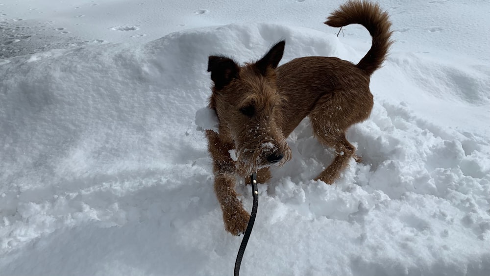 a brown dog standing on top of a pile of snow