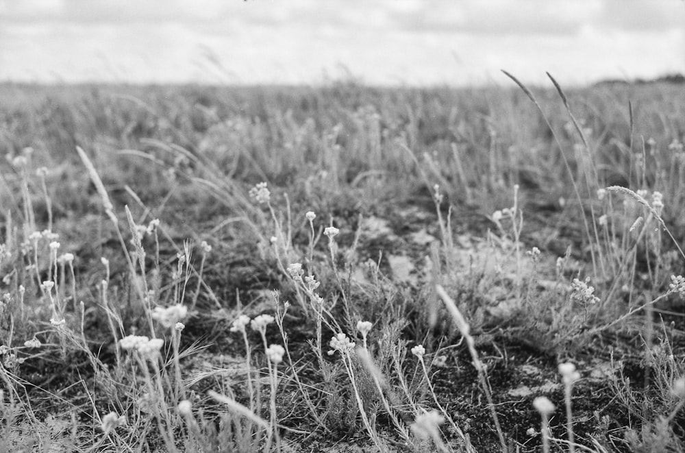 a black and white photo of a grassy field