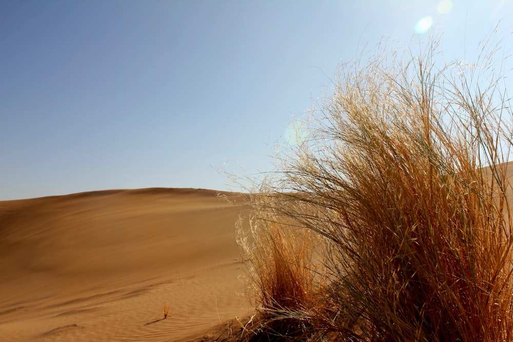 a tall grass in the middle of a desert