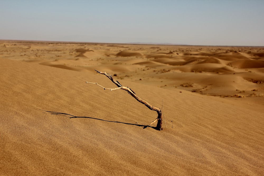 a tree branch in the middle of a desert