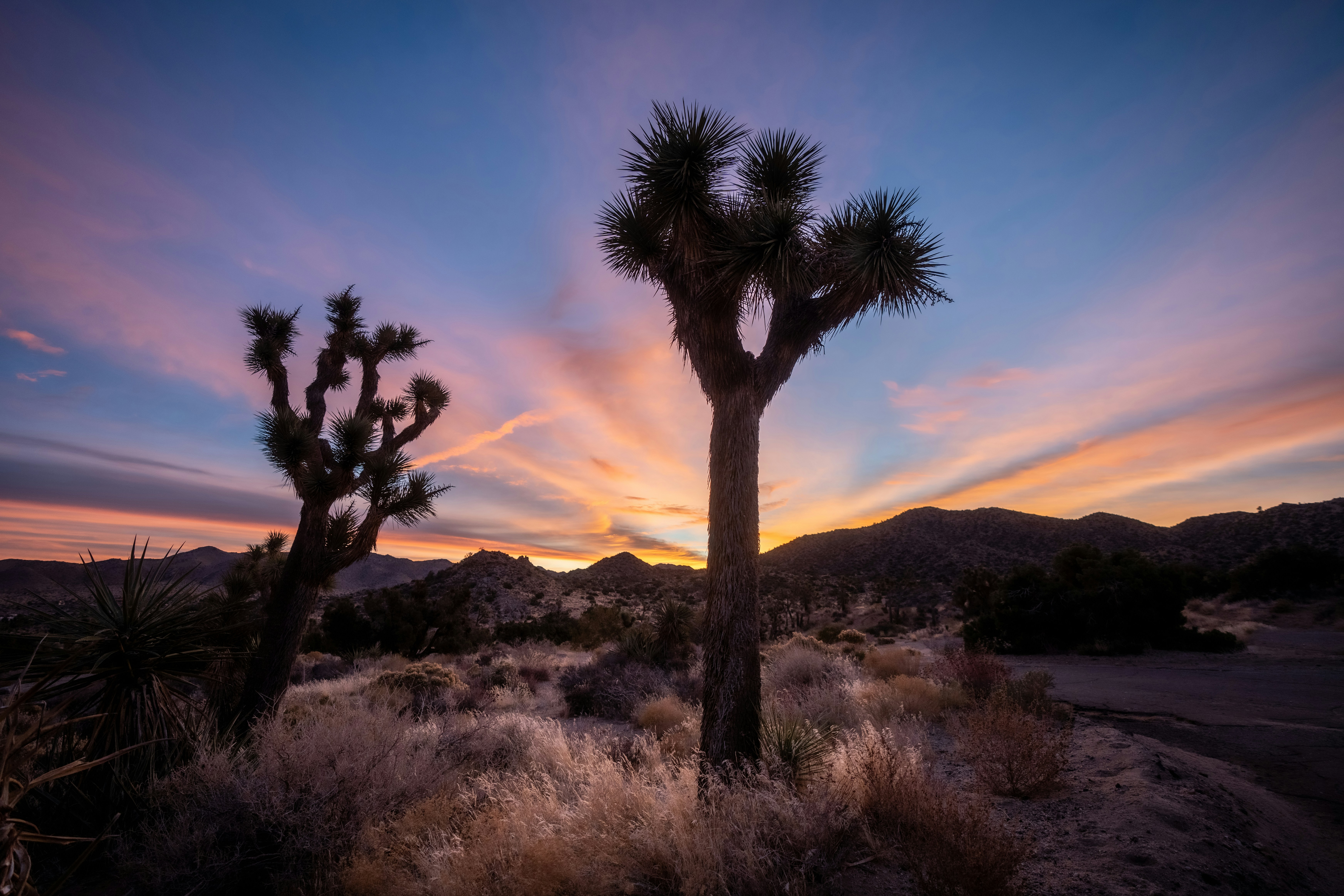 the sun is setting behind a joshua tree