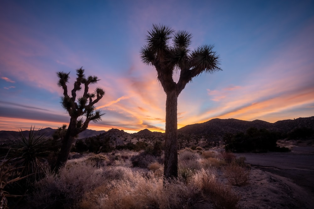 the sun is setting behind a joshua tree