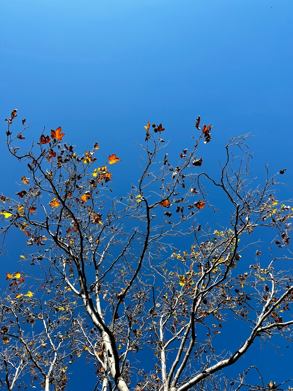 a tree with leaves and a blue sky in the background