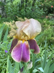 A vibrant, blooming iris flower with purple and yellow petals is surrounded by lush green foliage. The delicate petals have subtle variations in color and texture, while the background features blurred greenery, creating a natural garden setting.
