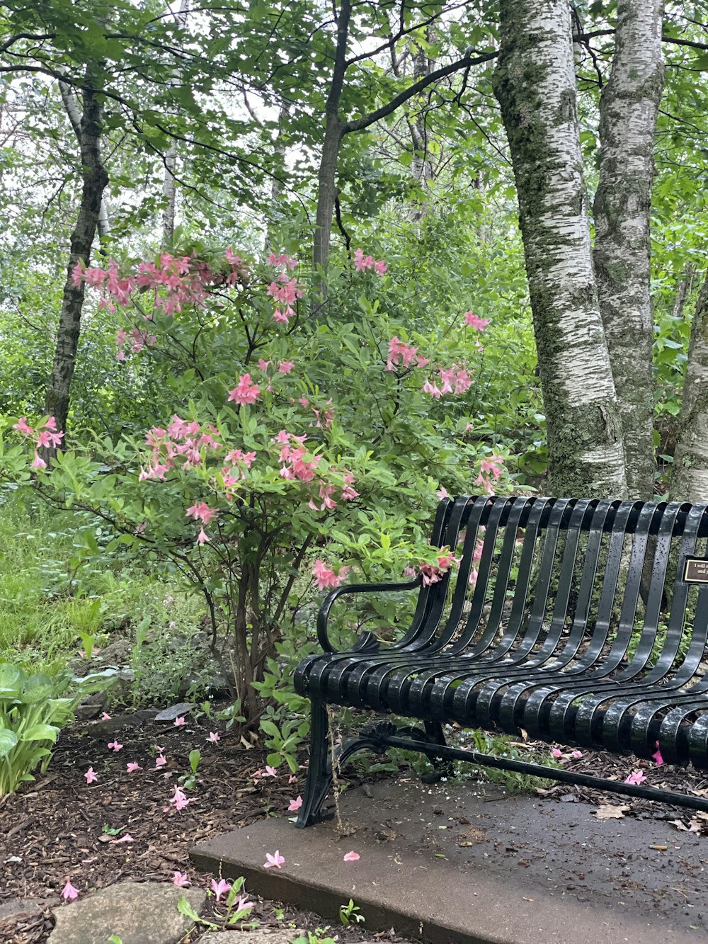 a park bench sitting in the middle of a forest