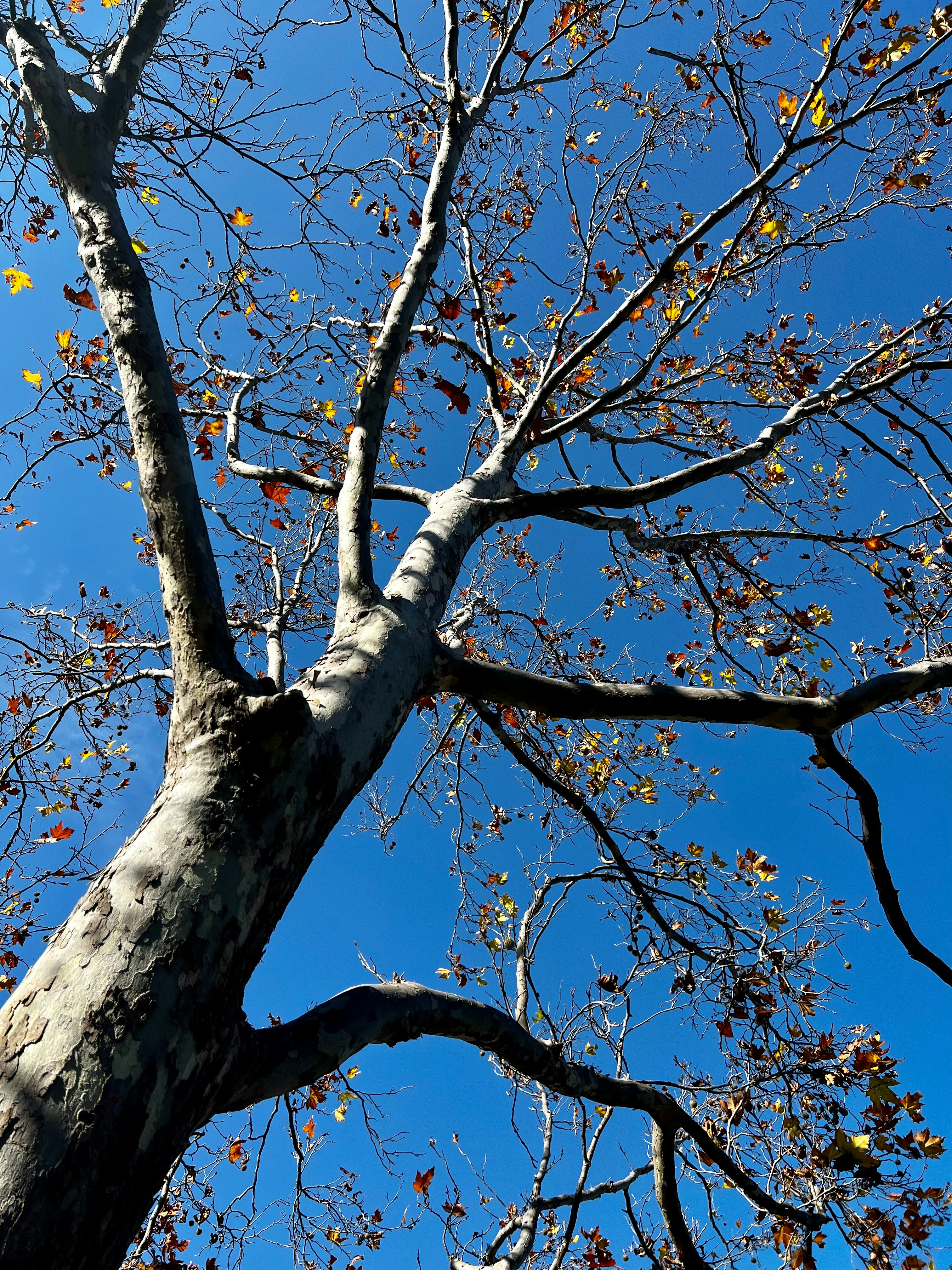 a tree with no leaves and a blue sky in the background