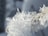 a close up of a snow flake on a branch
