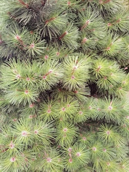 A dense arrangement of pine needles with a vibrant green color and small reddish centers, indicating new growth. The texture appears soft and bushy, covering the entire frame with no visible gaps.
