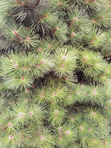 A dense arrangement of pine needles with a vibrant green color and small reddish centers, indicating new growth. The texture appears soft and bushy, covering the entire frame with no visible gaps.