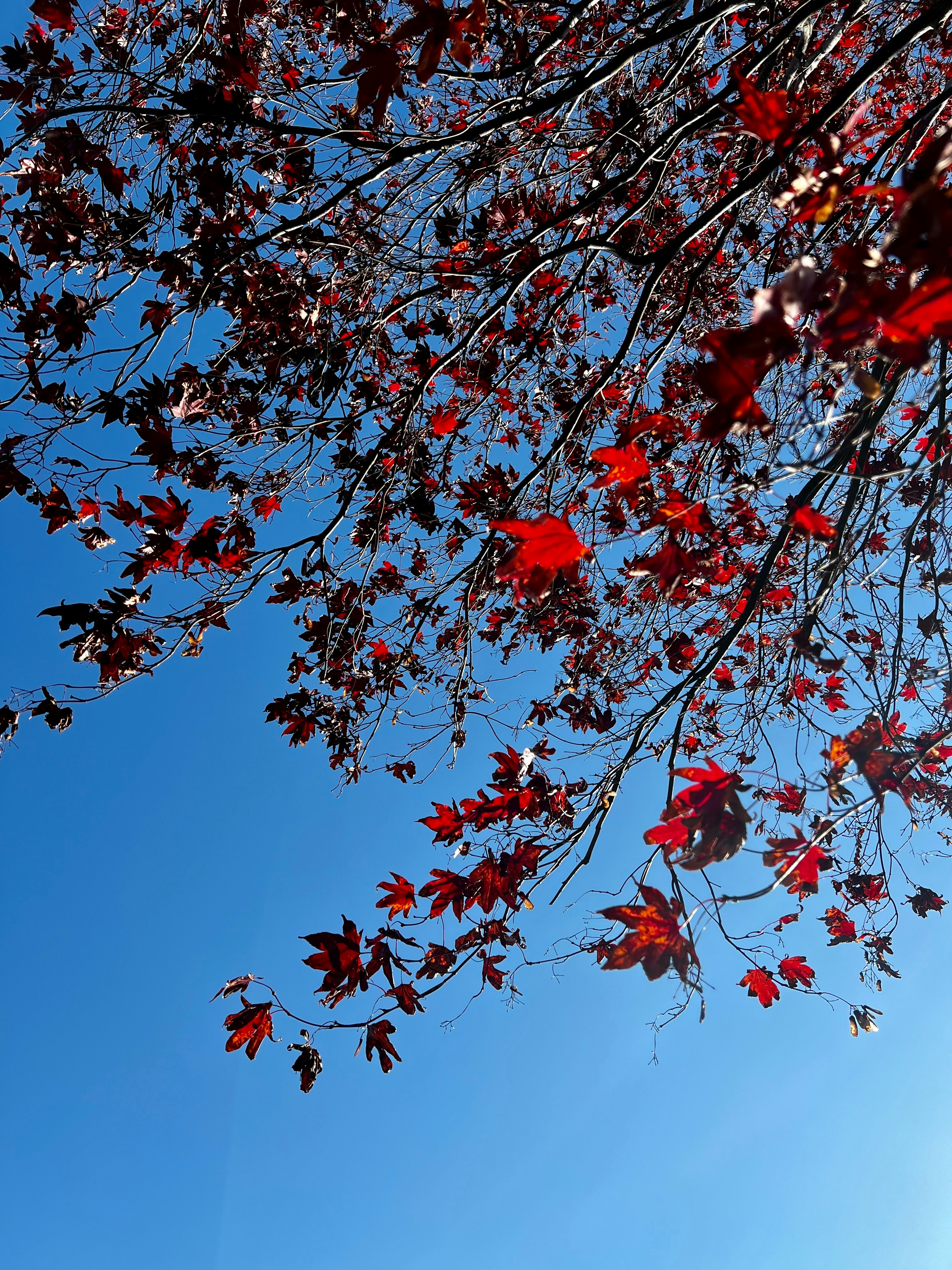 a tree with red leaves against a blue sky