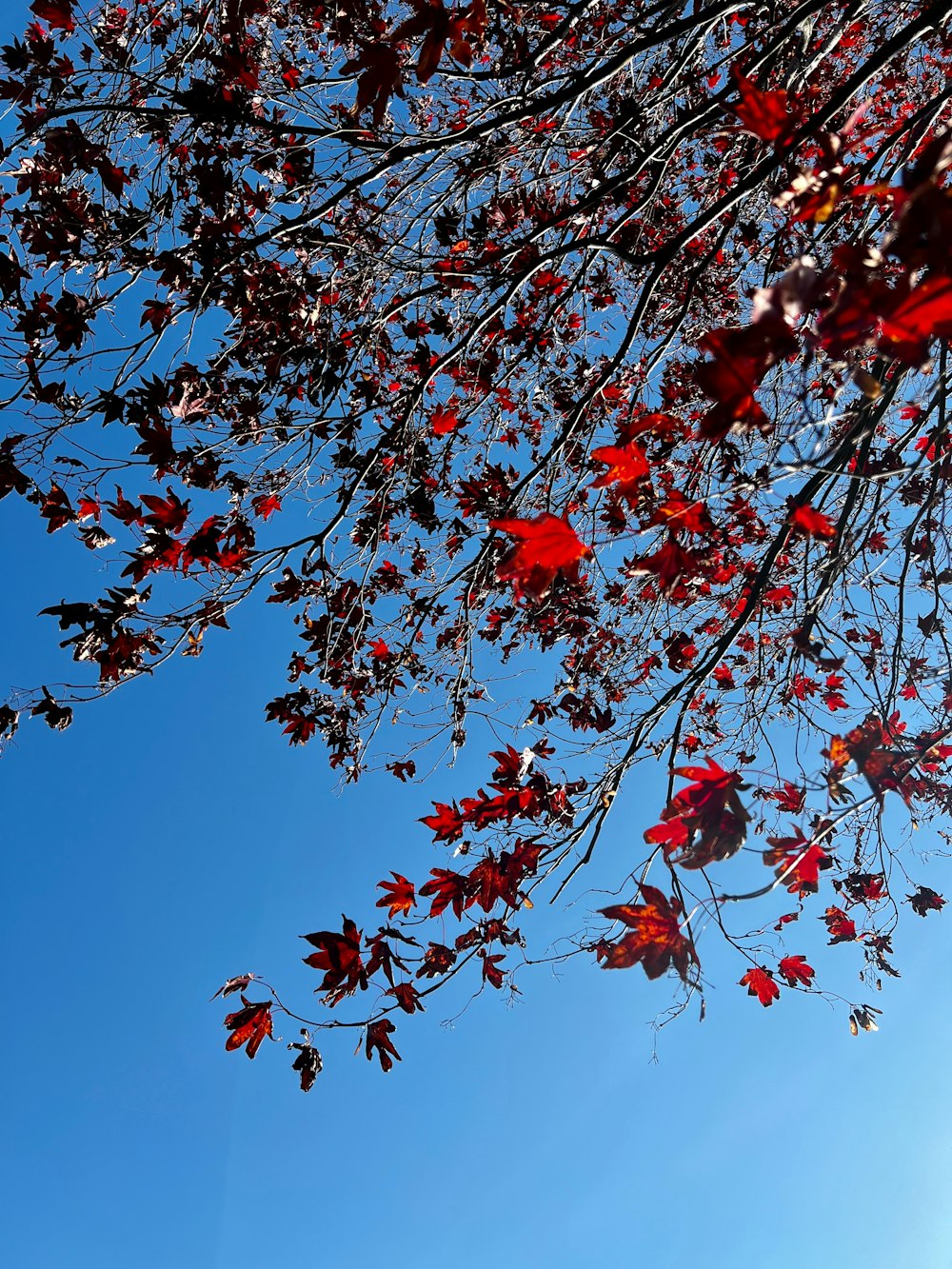 a tree with red leaves against a blue sky