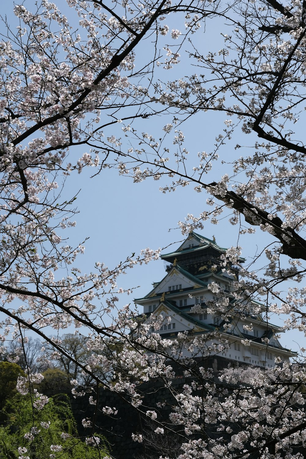 a tall building with a tower surrounded by cherry blossoms