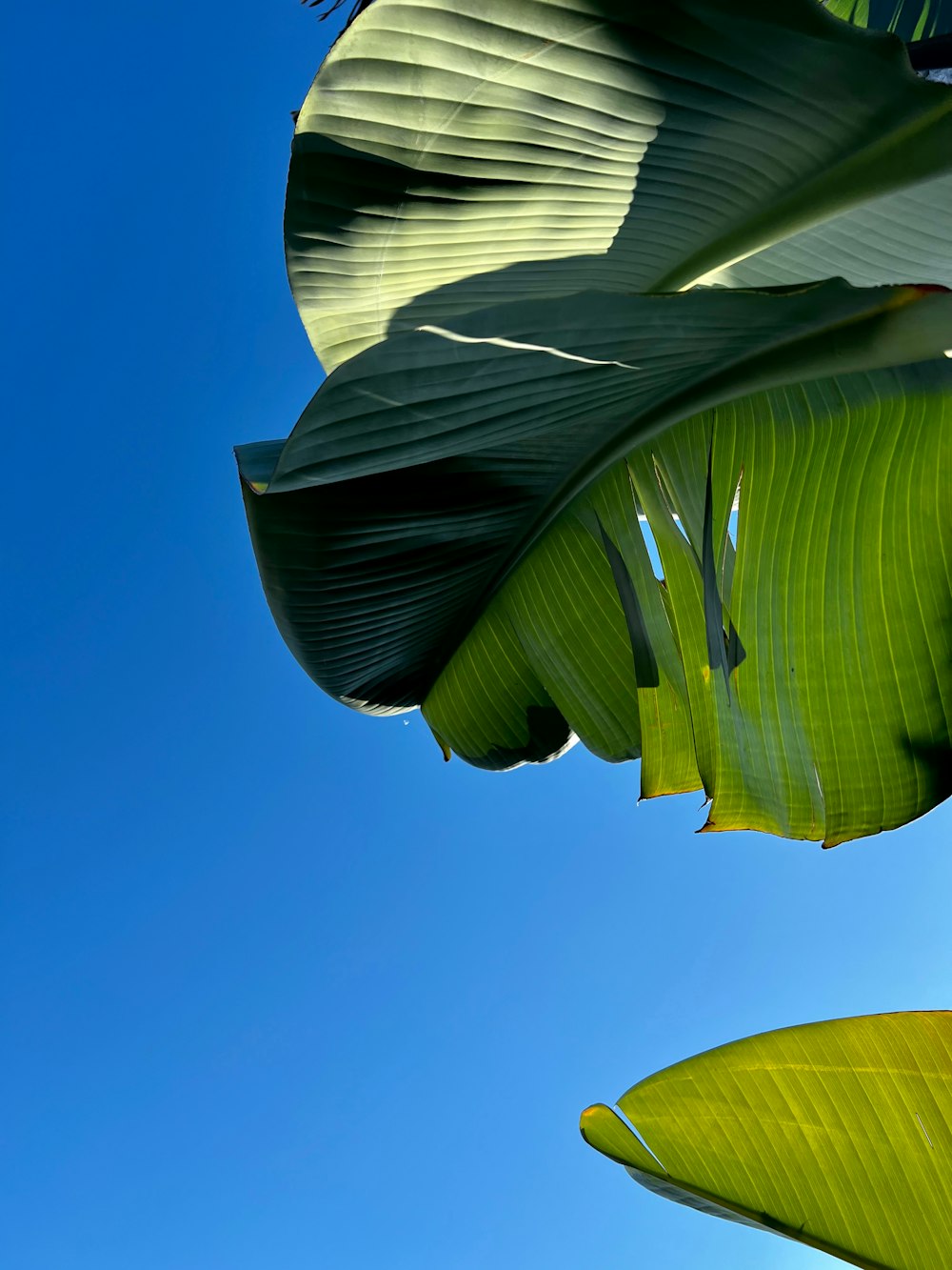 a large green leaf on top of a tree