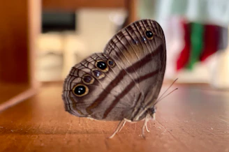 A close-up of a delicate butterfly resting gently on a cross-shaped wooden ornament.