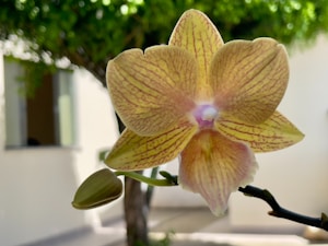 Orquídea Mini Amarilla