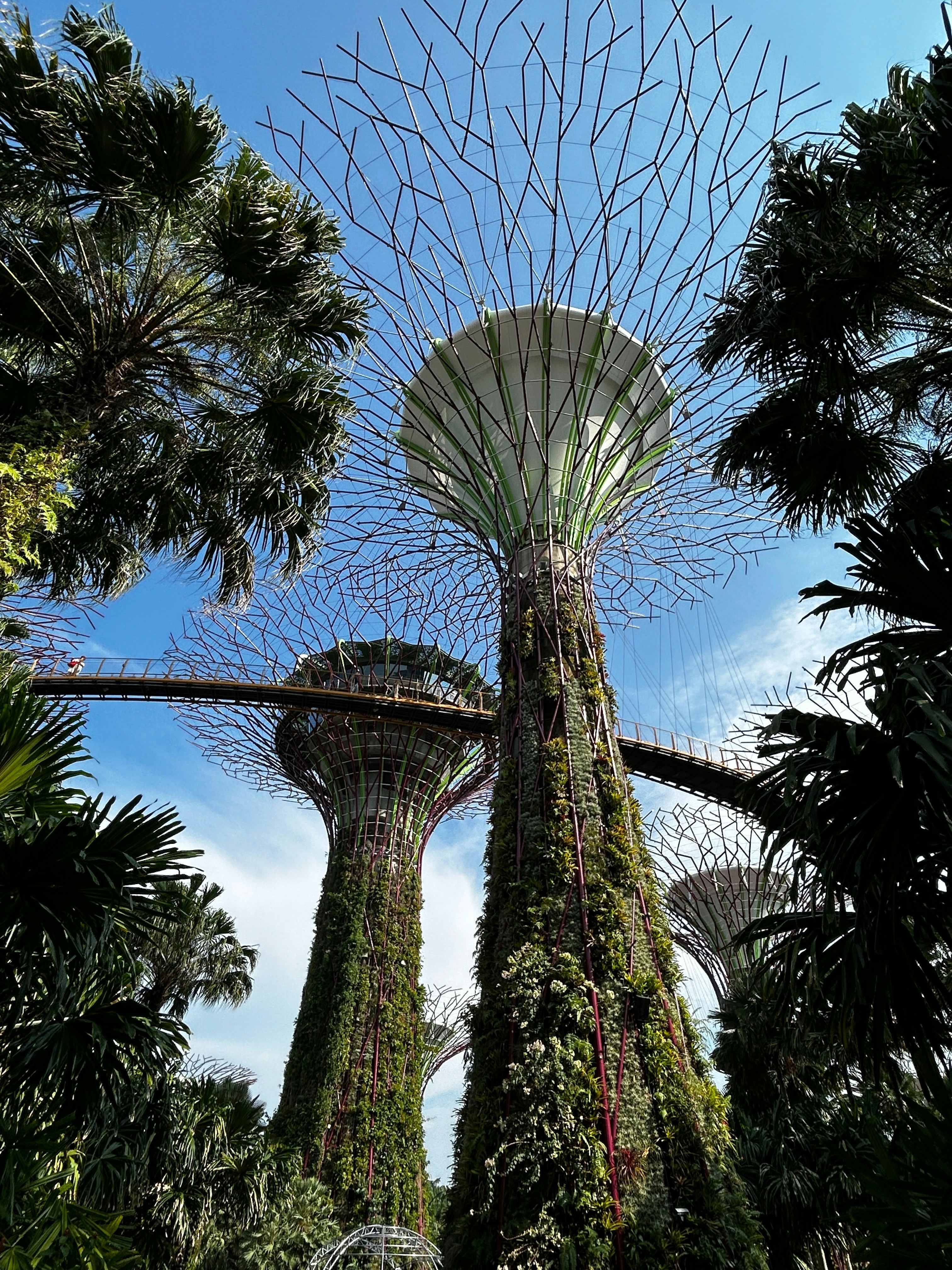 a couple of trees that are next to each other