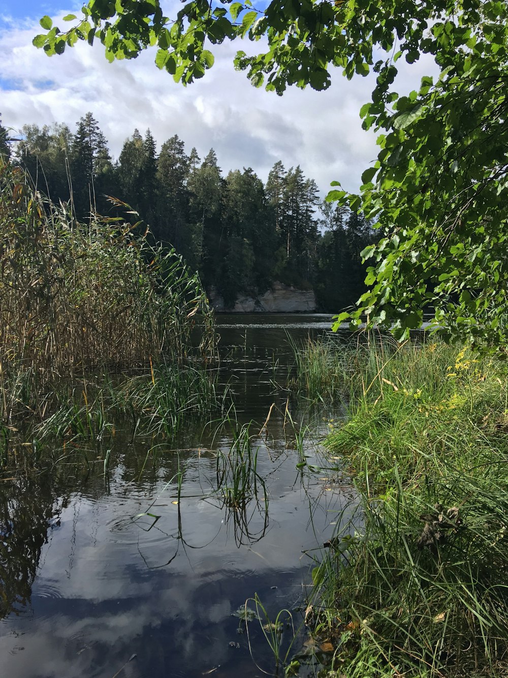 a body of water surrounded by trees and grass