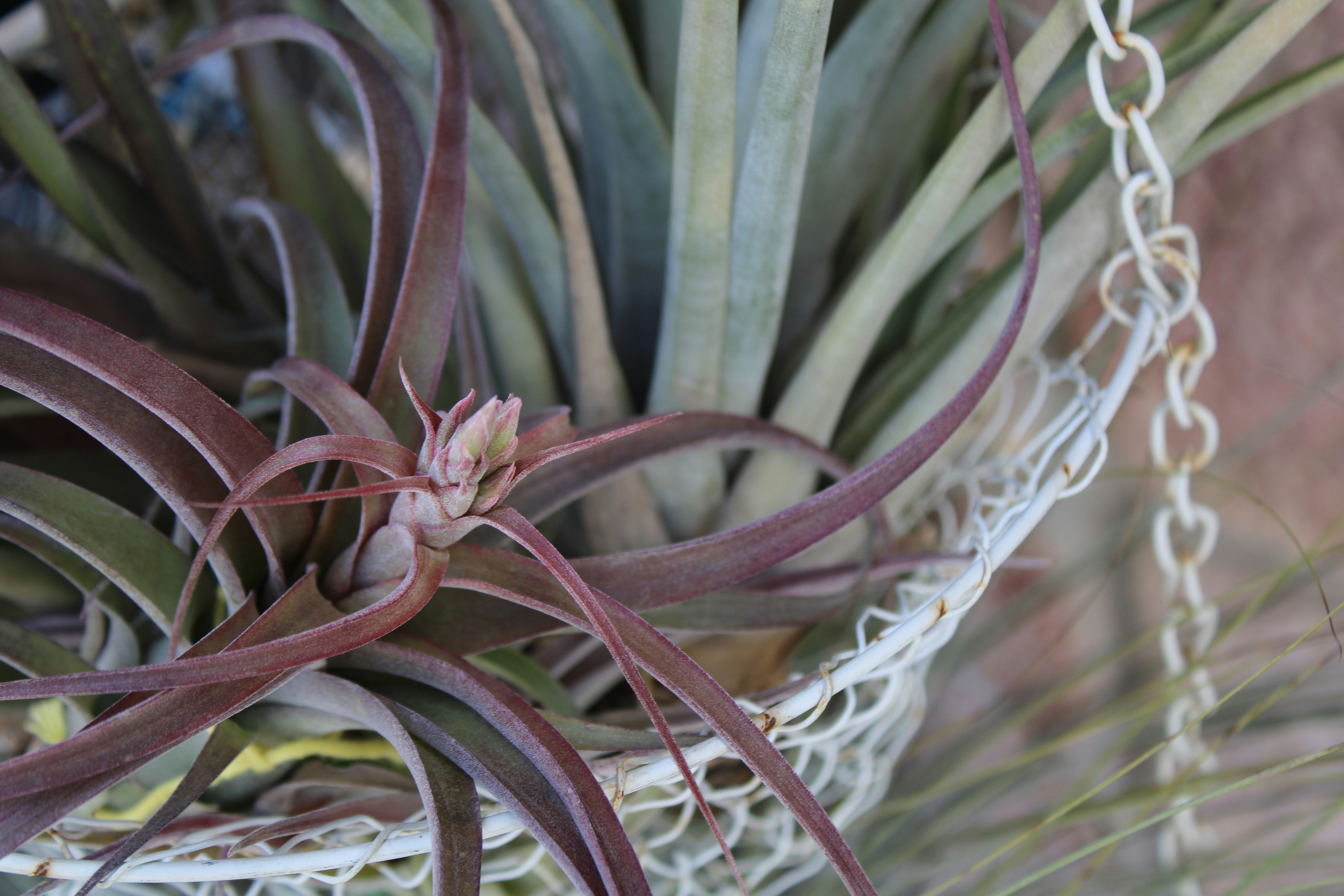 Тіландсія — Tillandsia ionantha