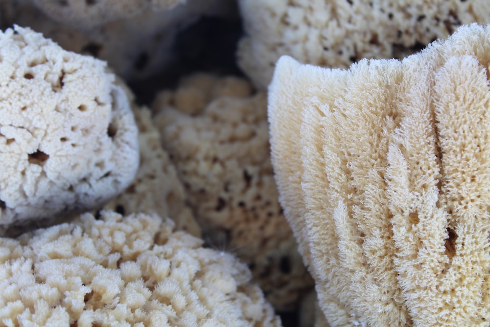 a close up of a bunch of sponges