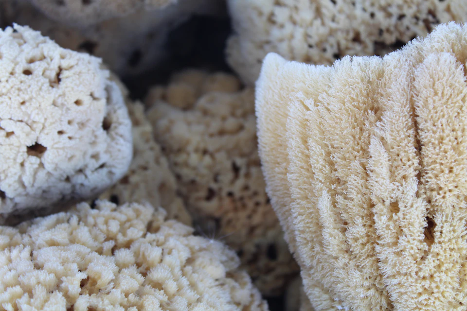 Close-up view of multiple sponges with varying textures and colors arranged together