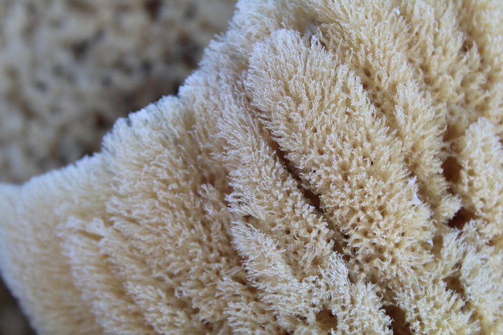 a close up of a piece of white coral