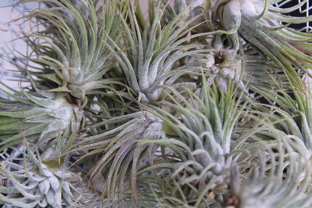 a close up of a bunch of air plants