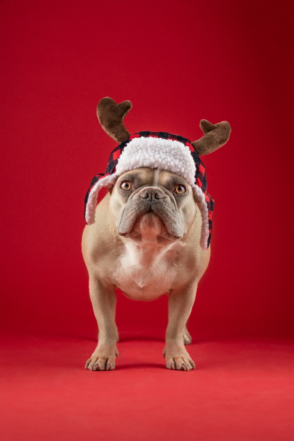 Un perro con un sombrero de reno con cuernos en la cabeza