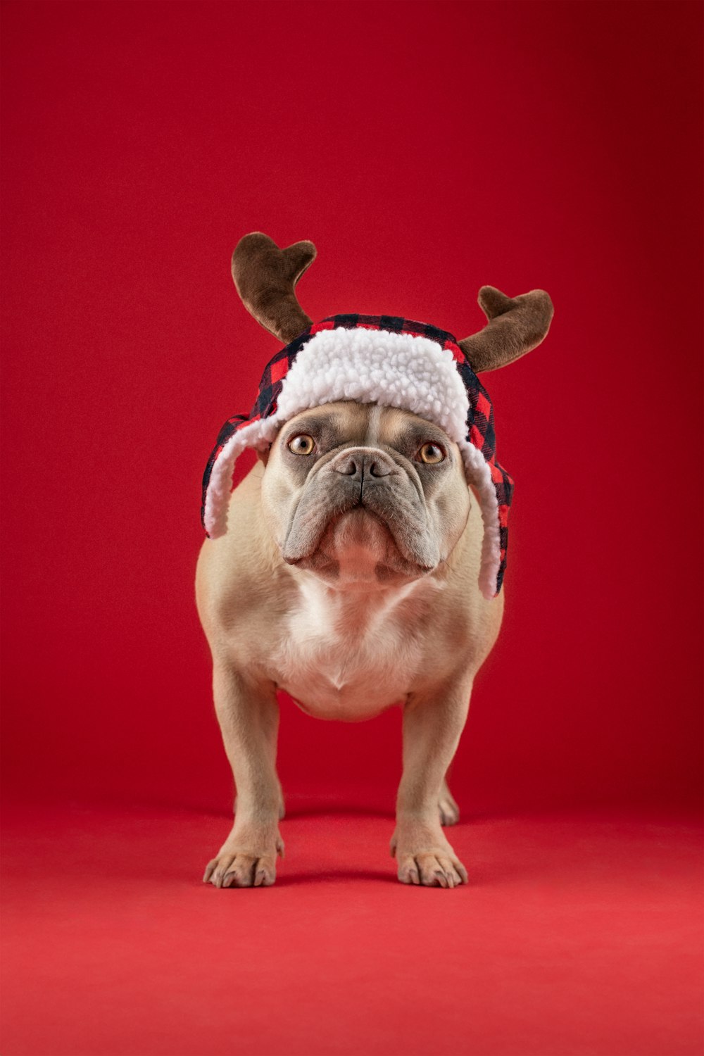 um cachorro usando um chapéu de rena com chifres na cabeça