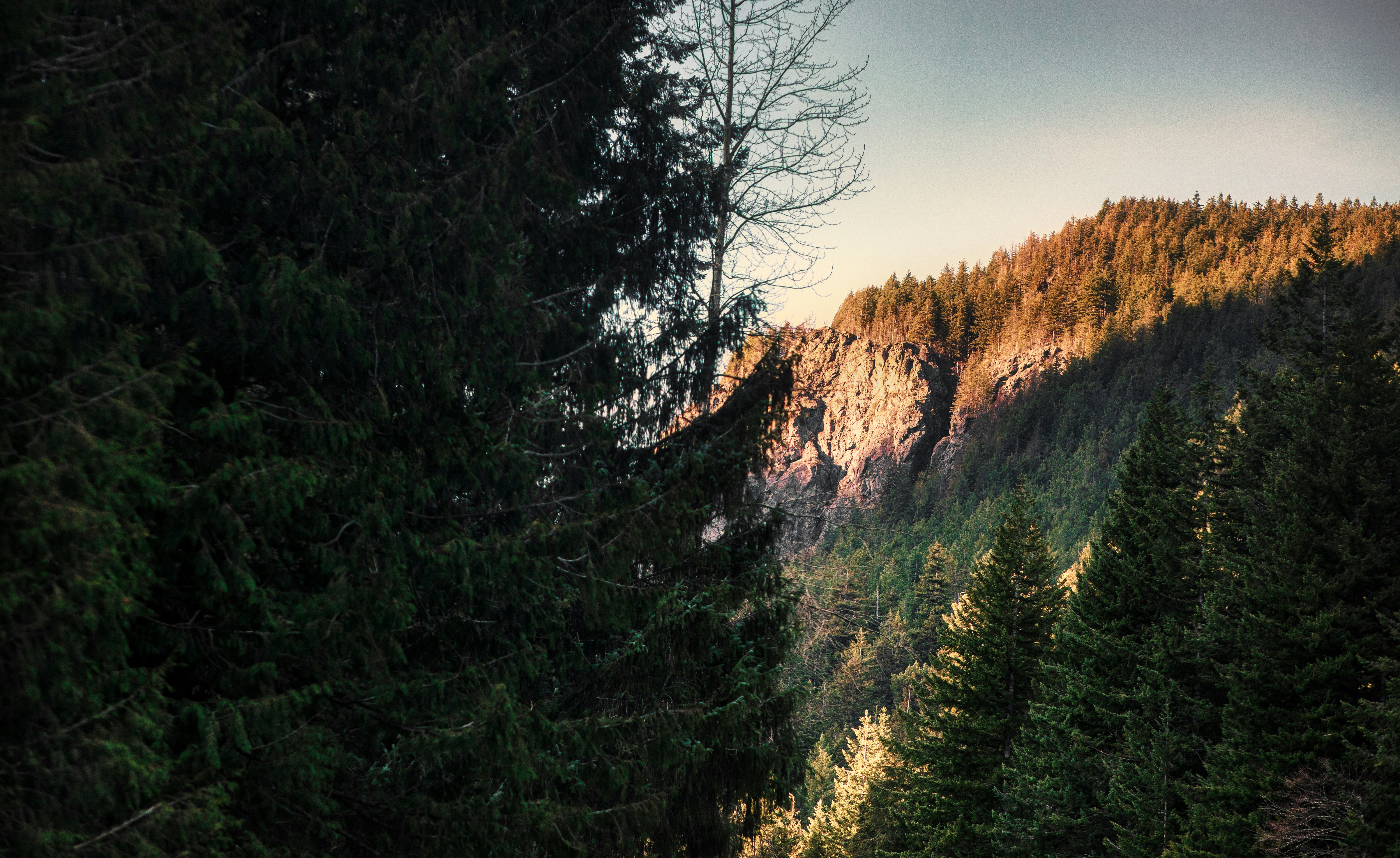 a view of a mountain with trees on the side of it