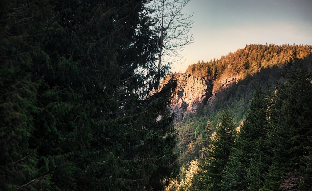 a view of a mountain with trees on the side of it